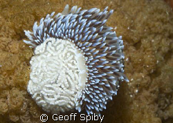 a silver nudibranch and its eggs by Geoff Spiby 
